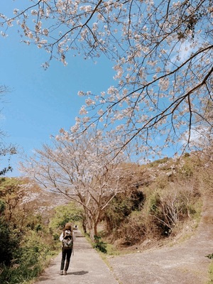 桜