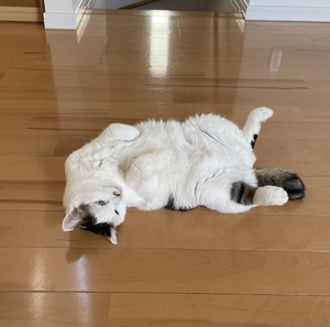 つ。