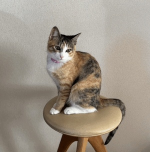 つ。