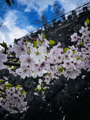 春は出会いの季節🌸