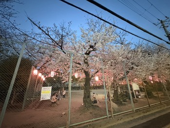 さくらまつり。　byTGW